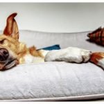 3 Ways Dogs Can Help Fight Addiction