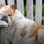 CBD Oil Side Effects for Pets – Cannabidiol Review
